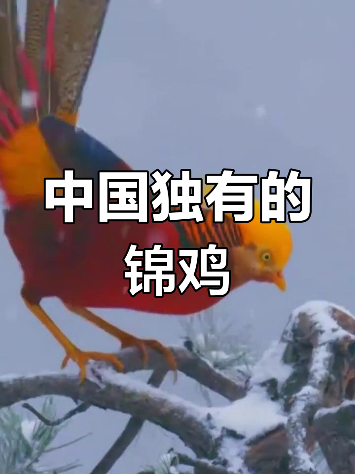 世界上最美的鸡,凤凰般的金鸡,我国独有珍稀品种