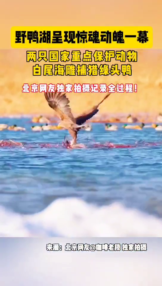 野鸭湖惊心动魄一幕!两只国家重点保护动物白尾海雕捕猎绿头鸭