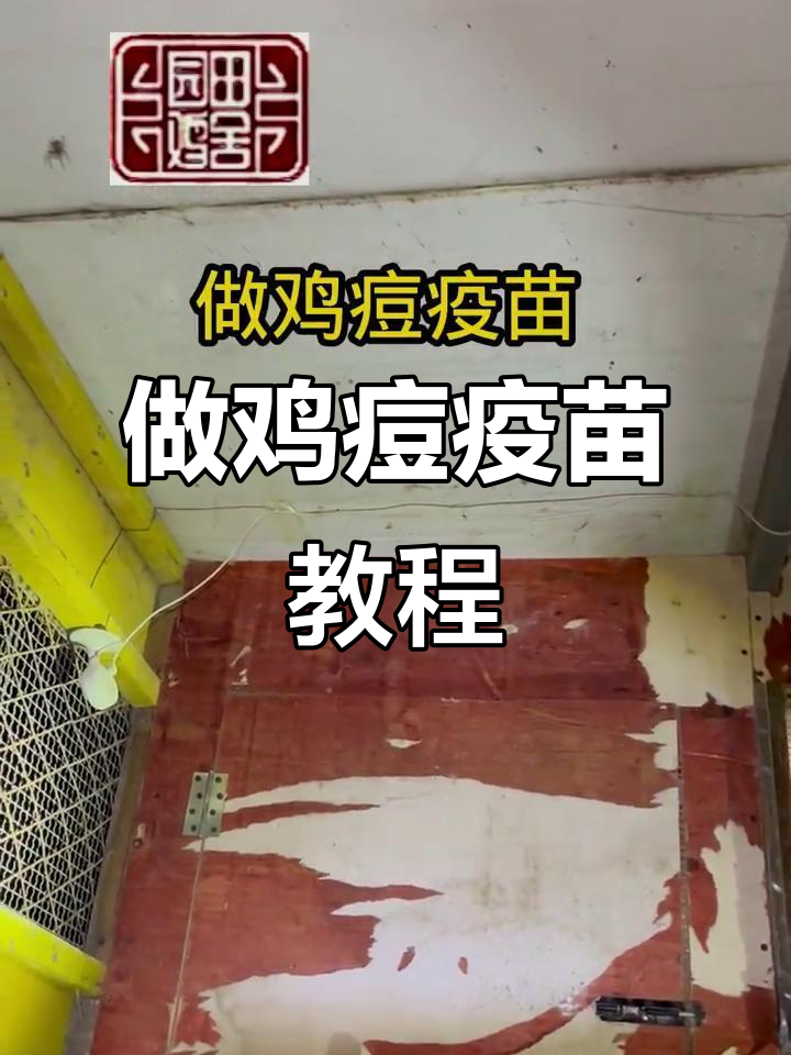 鸡痘疫苗接种技巧,翅膀注射轻松搞定