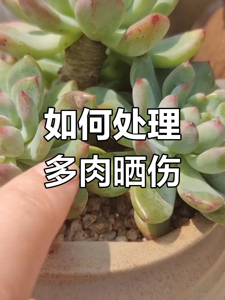 多肉晒伤怎么办?养护技巧大公开