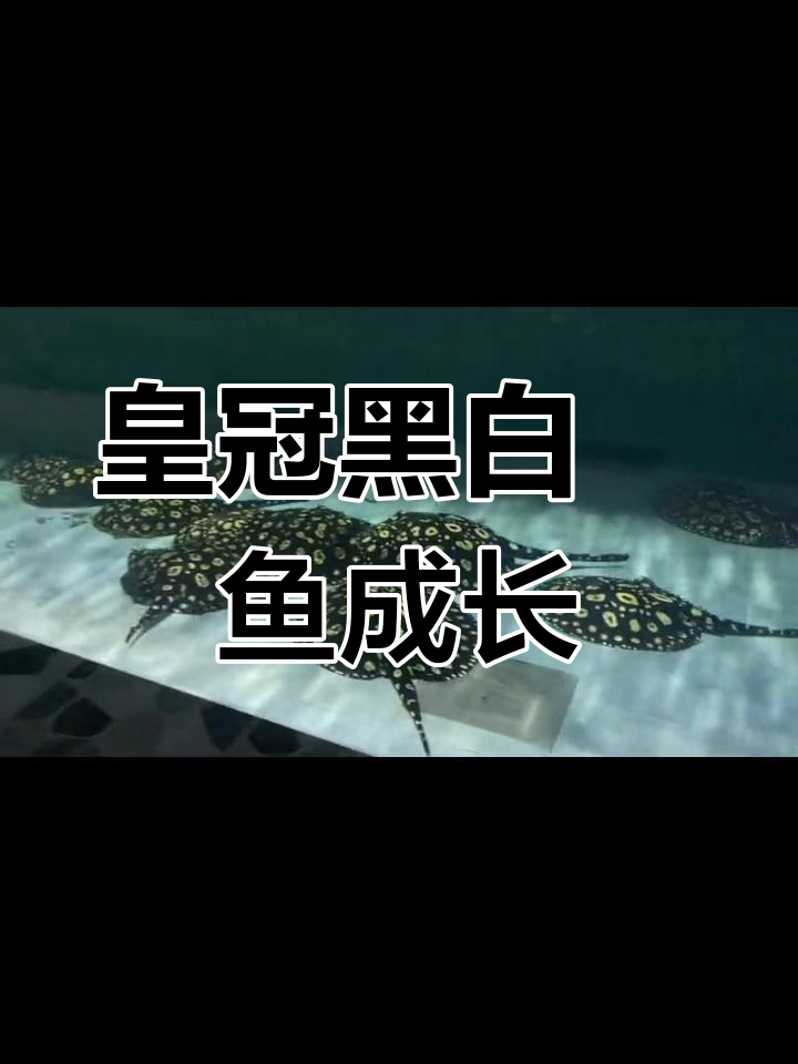 魟鱼状态逐渐恢复,食量增加