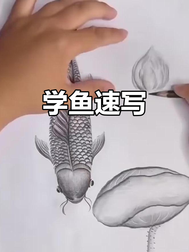 快速掌握鱼的速写技巧,轻松画出栩栩如生的鱼类形象