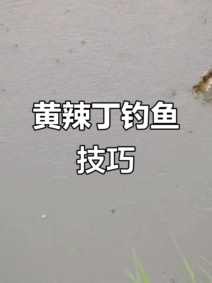 钓黄骨鱼的秘密武器,蚯蚓加腥味饵料效果惊人