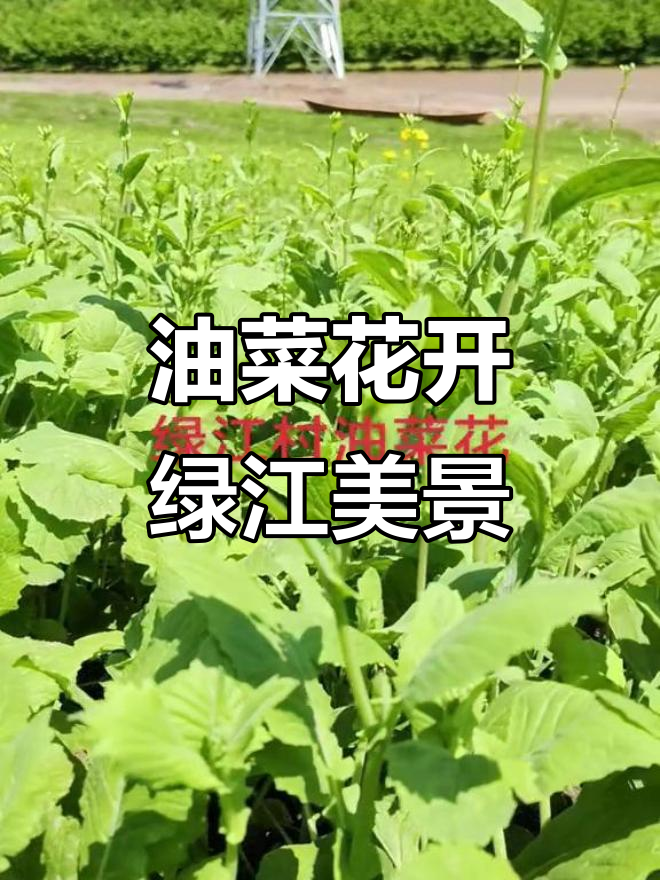 2025年5月24日绿江村油菜花盛开美景