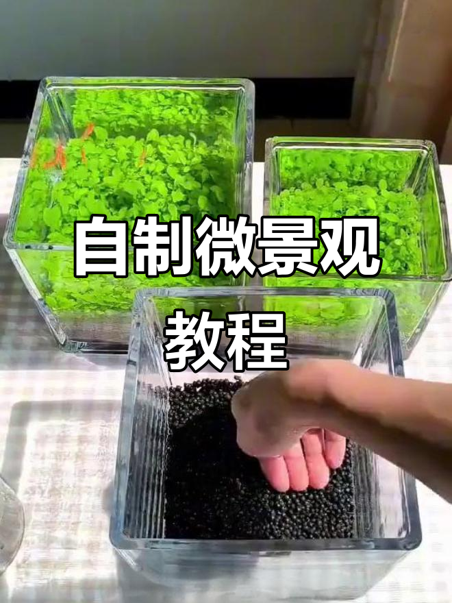 微景观制作全攻略:从鱼缸到水草泥,一步步教你打造治愈系小生态