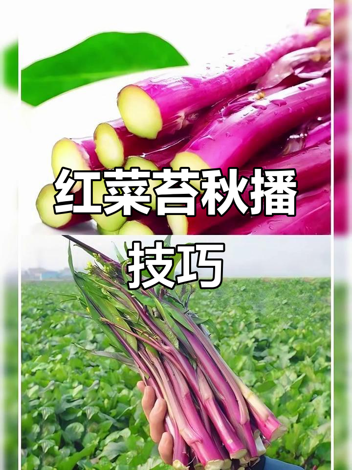 早熟耐热红菜苔,秋季播种最佳时机揭秘