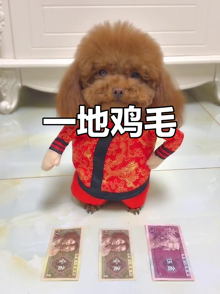 鸡毛满天飞,笑到掉链子
