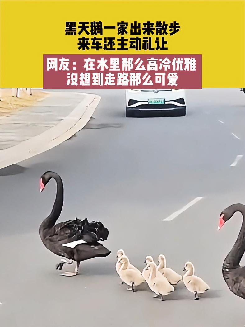 黑天鹅一家出来散步,来车还主动礼让,网友:在水里那么高冷优雅,没想到走路那么可爱