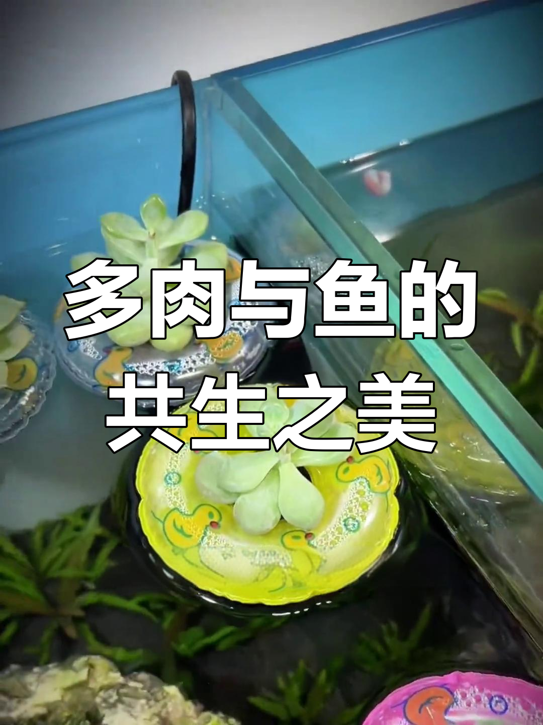 鱼缸与多肉完美结合,既美观又实用,轻松打造独特生态景观!