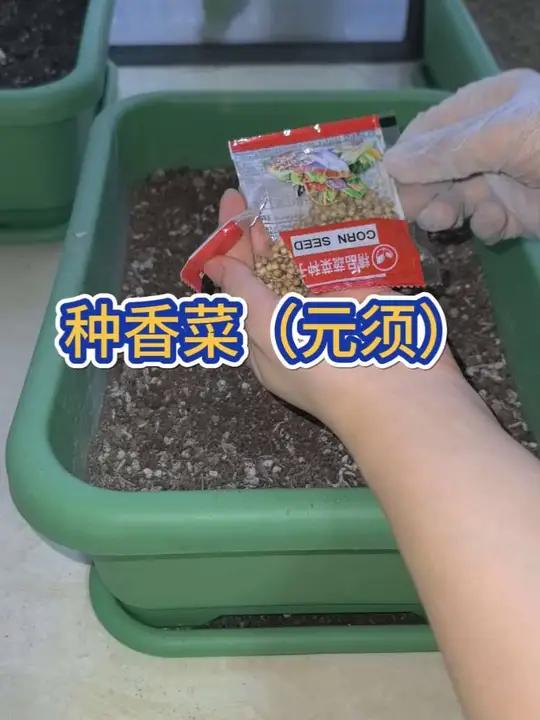 姐妹些香菜发芽很难吗?一般多久发芽呢