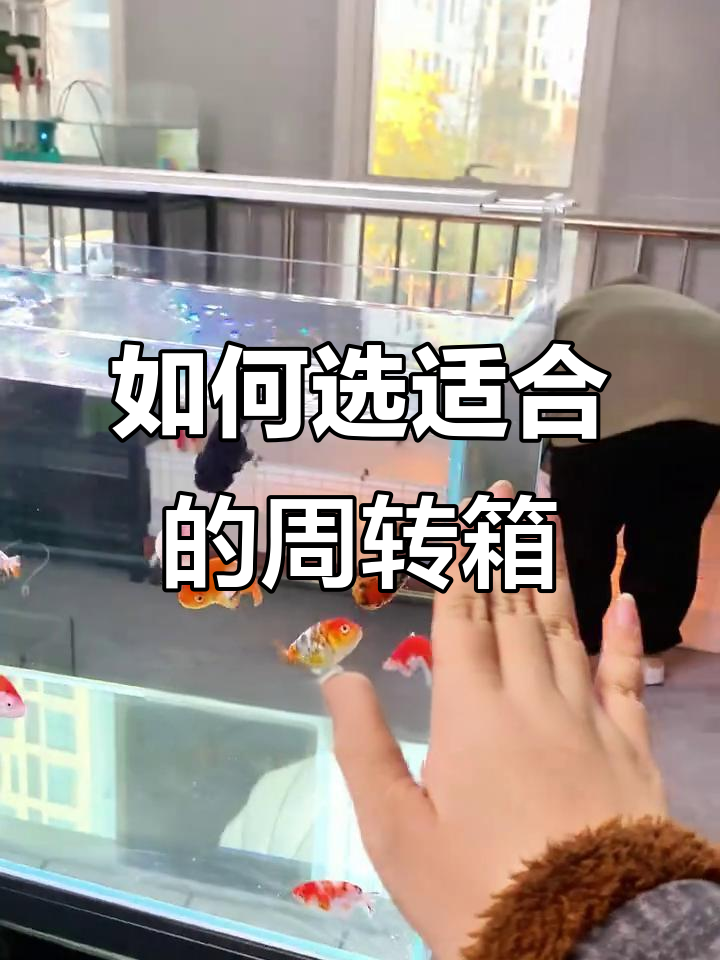 鱼缸周转箱选择指南，如何挑选最适合的型号