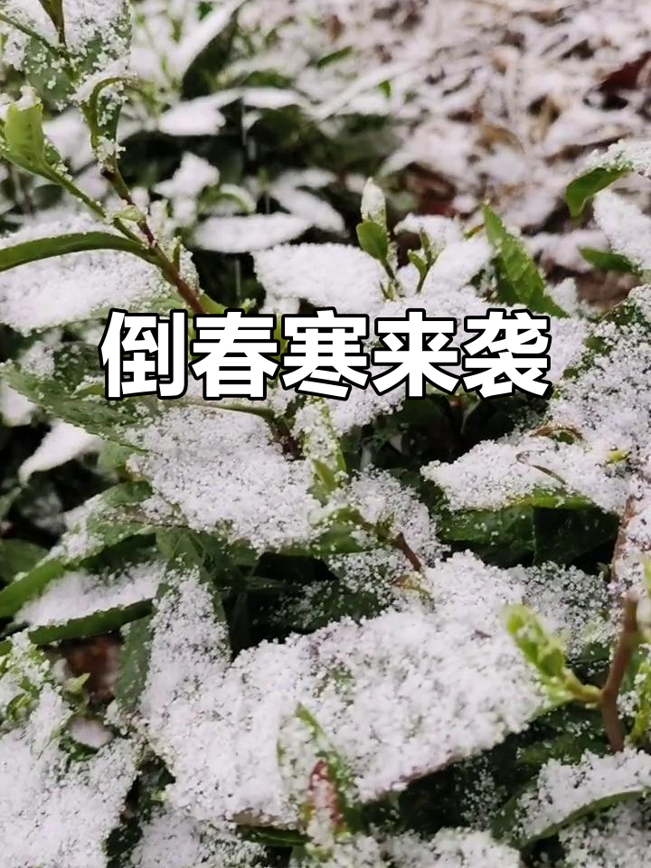 3月清明前,暴雪突袭茶园,油菜花盛开玉米苗抖