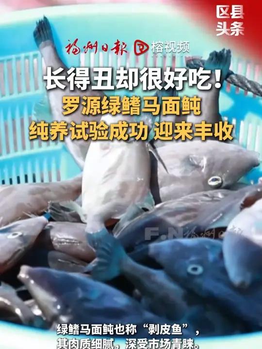 近日,罗源鉴江镇井水村养殖的绿鳍马面鲀迎来丰收,这也是罗源县首次成功实现该鱼种网箱高密度纯