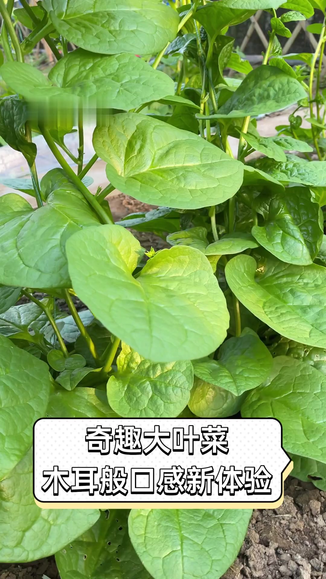 奇趣大叶菜,木耳般口感新体验