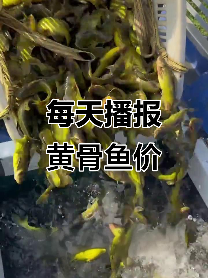 11月3日黄骨鱼价格更新,加入全国买卖群