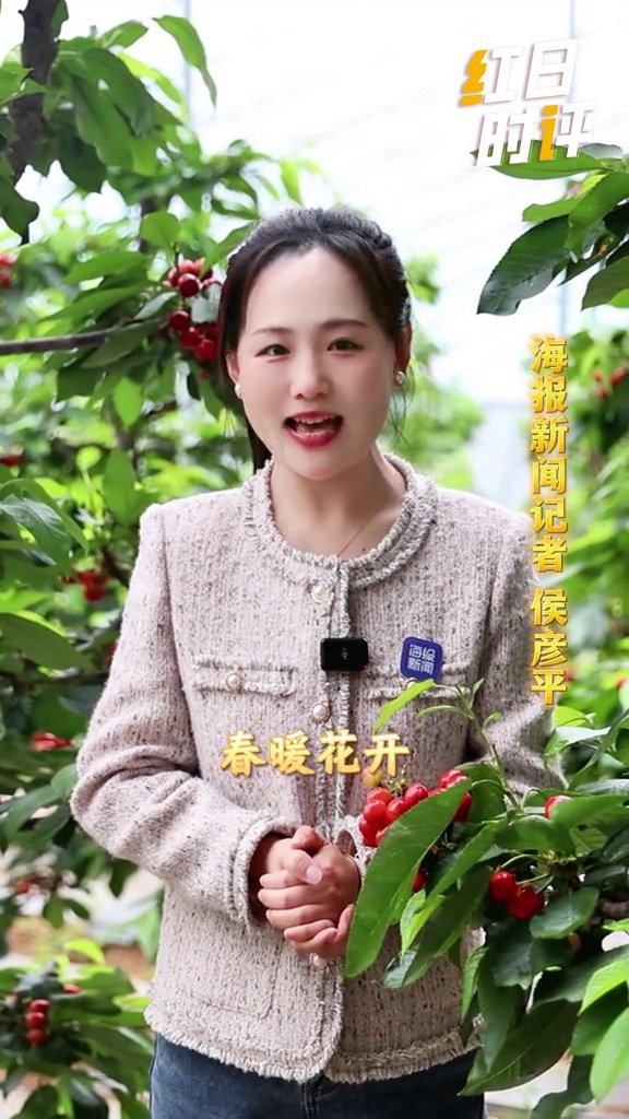 红日时评“四季樱桃”背后的乡村振兴哲学海报新闻记者 侯彦平 牟怡晓 日照报道