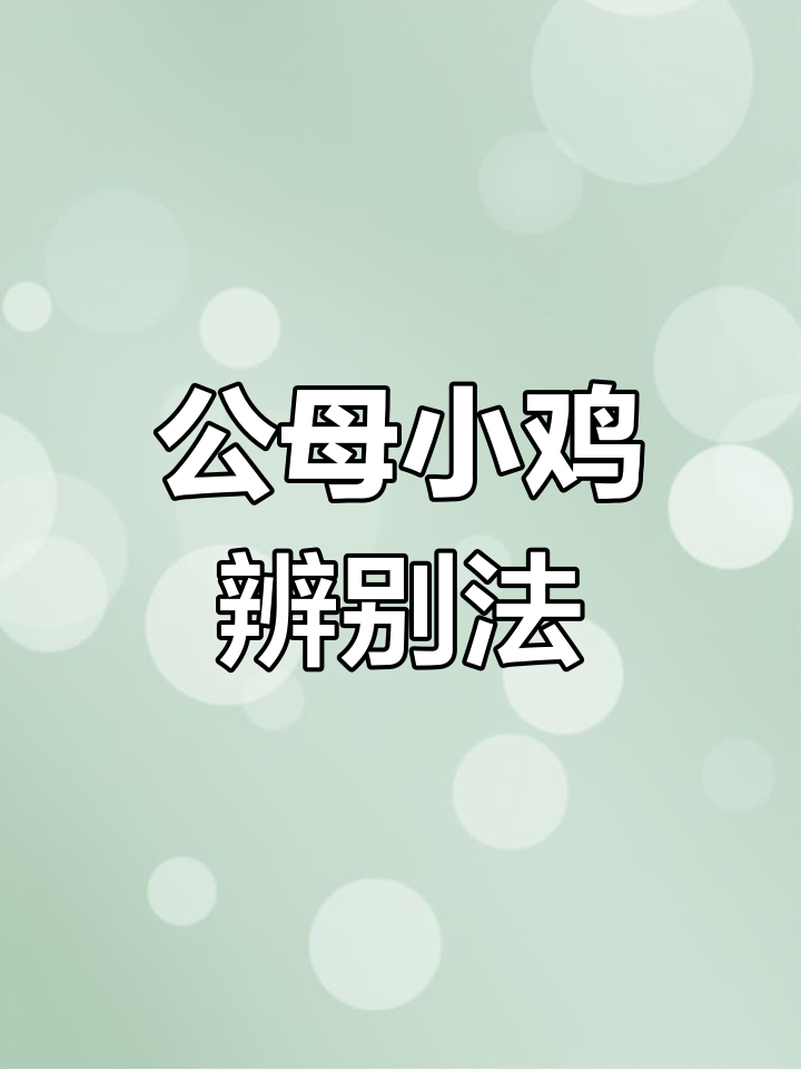 10秒学会分辨公母鸡，翅膀一拉就搞定