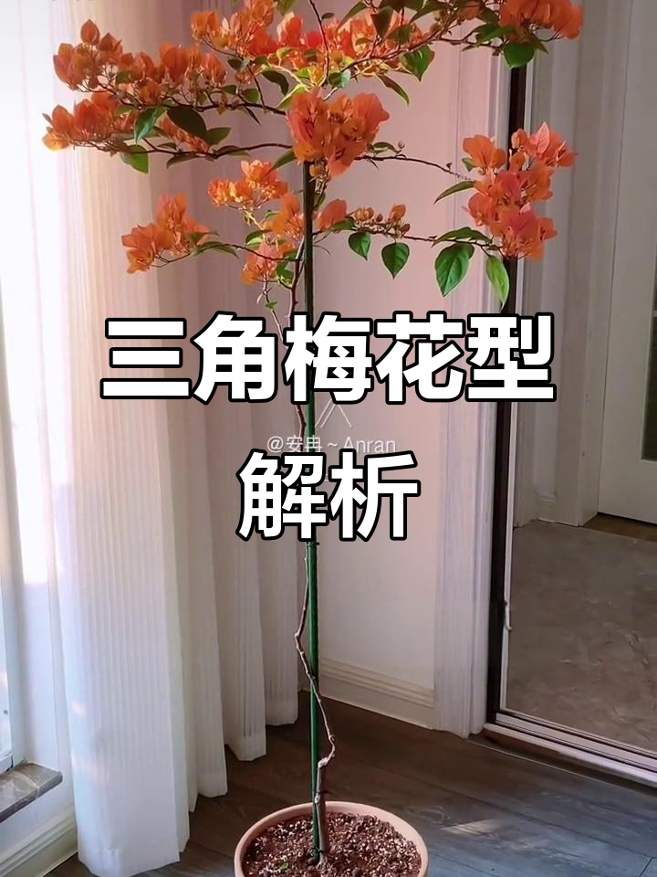 三角梅造型大揭秘,品种名称全在这!