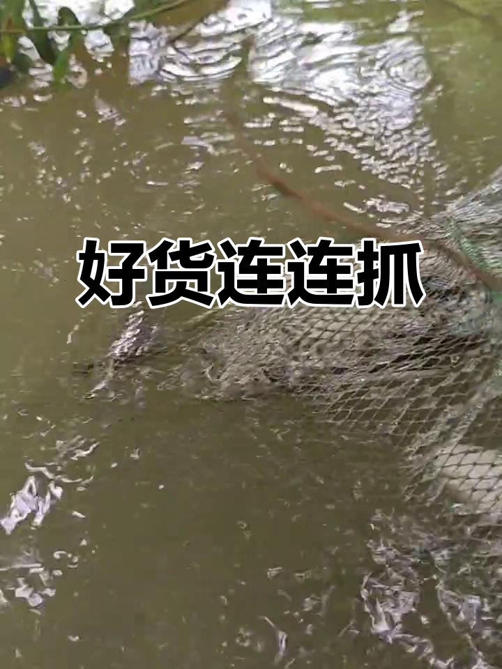 暴雨后甲鱼和蝌蚪大丰收,淡水斑鱼也来了