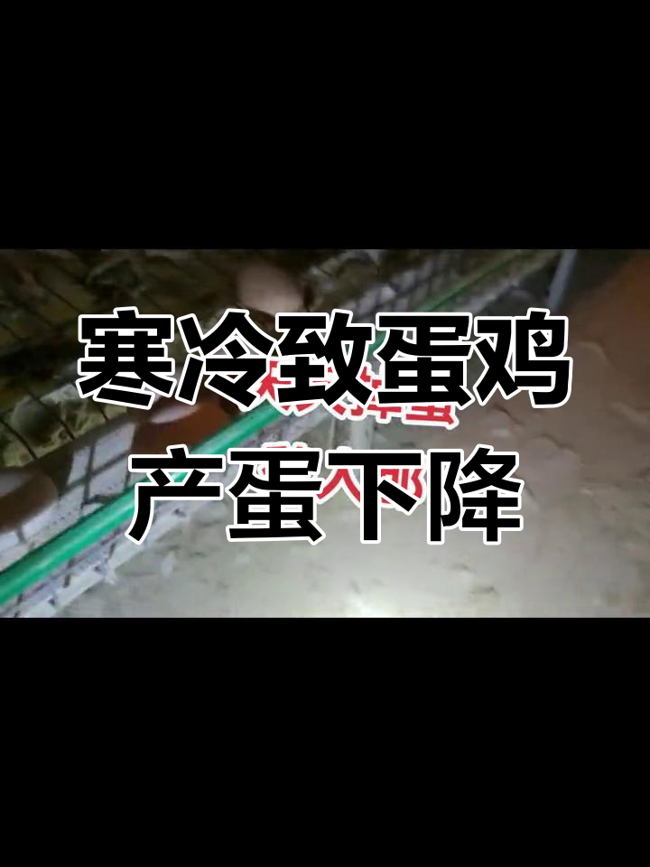 冷天影响蛋鸡产率,如何应对一过性脑脊髓炎?