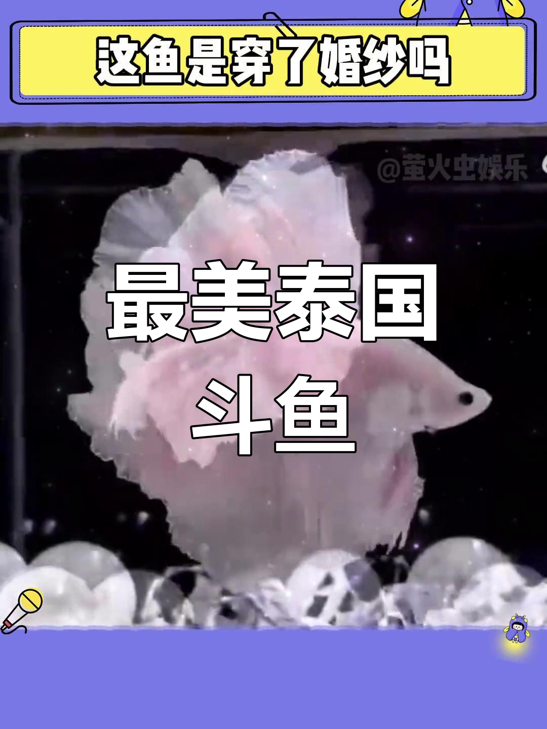 泰国斗鱼颜值天花板,梦中情沙般的美丽