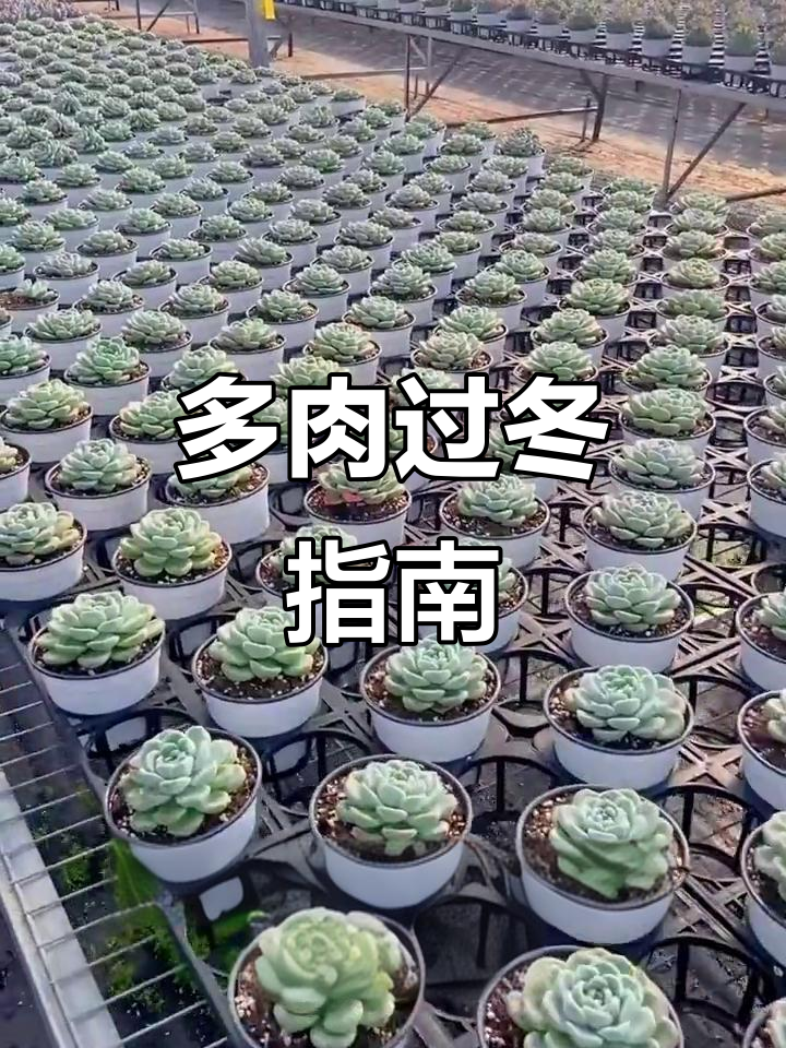 哪些多肉怕冷?冬季需特别关照,记得收藏!