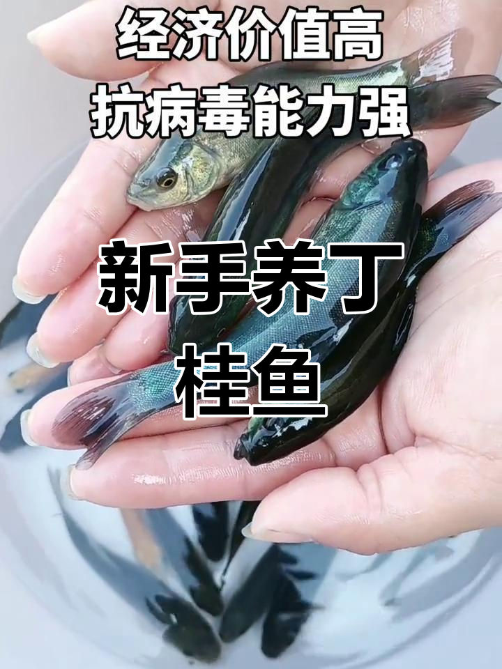 丁桂鱼:新手养殖的最佳选择,耐活美味又经济