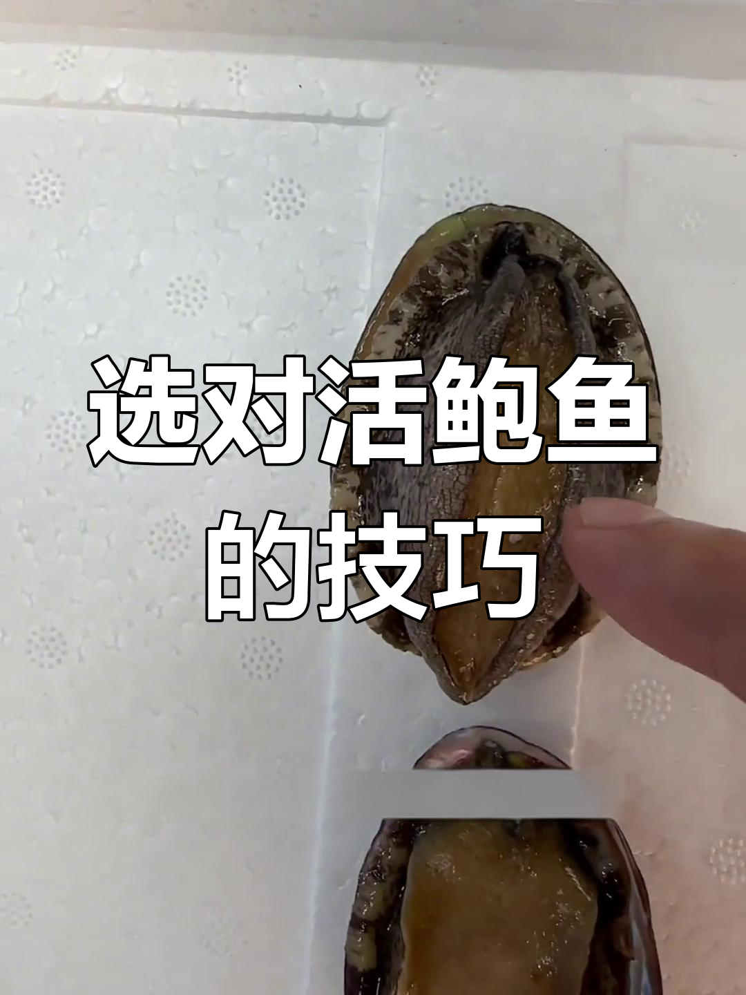 如何挑选新鲜鲍鱼?避免这四种坏鲍鱼