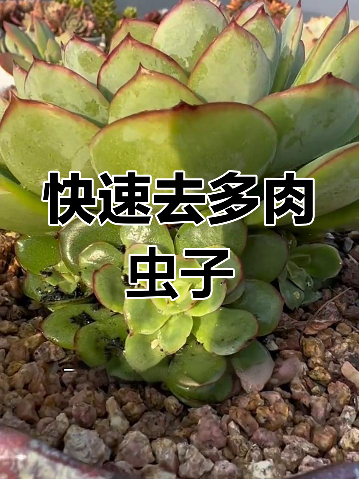 多肉植物长虫怎么办?教你一招轻松清除