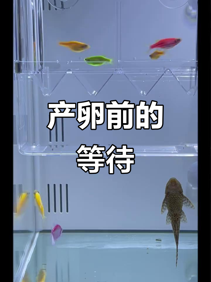 斑马鱼肚子大得惊人,产卵在即,我忍不住一直守着等!