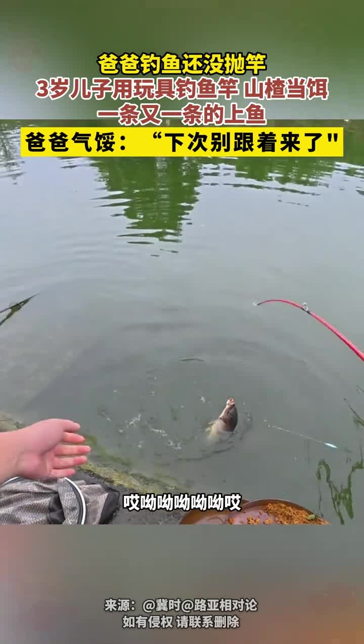 爸爸钓鱼还没抛竿,3岁儿子用玩具钓鱼竿、山楂当饵,一条又一条的上鱼,爸爸气馁:“下次别跟着