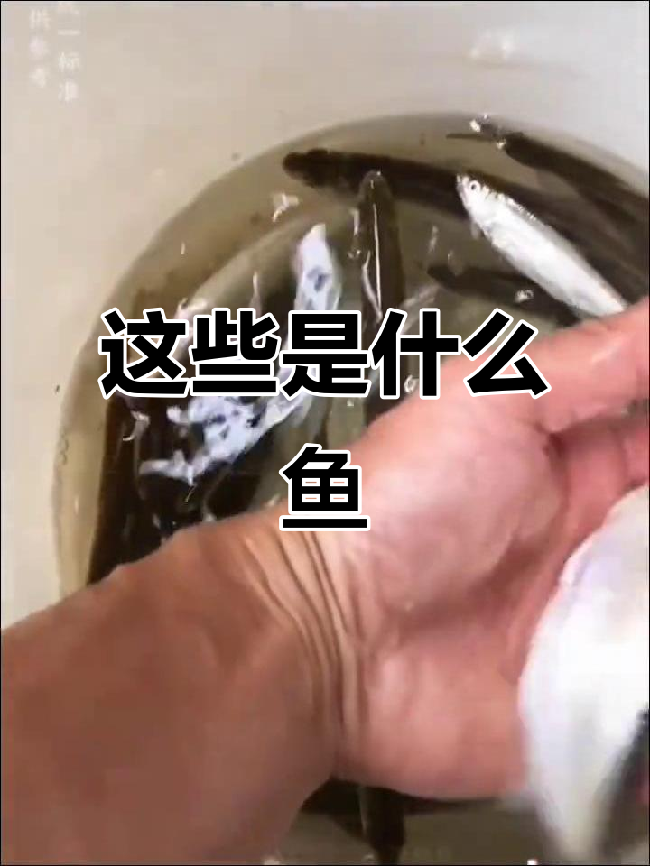 这是什么鱼?从笋壳到鲶鱼的钓鱼大揭秘