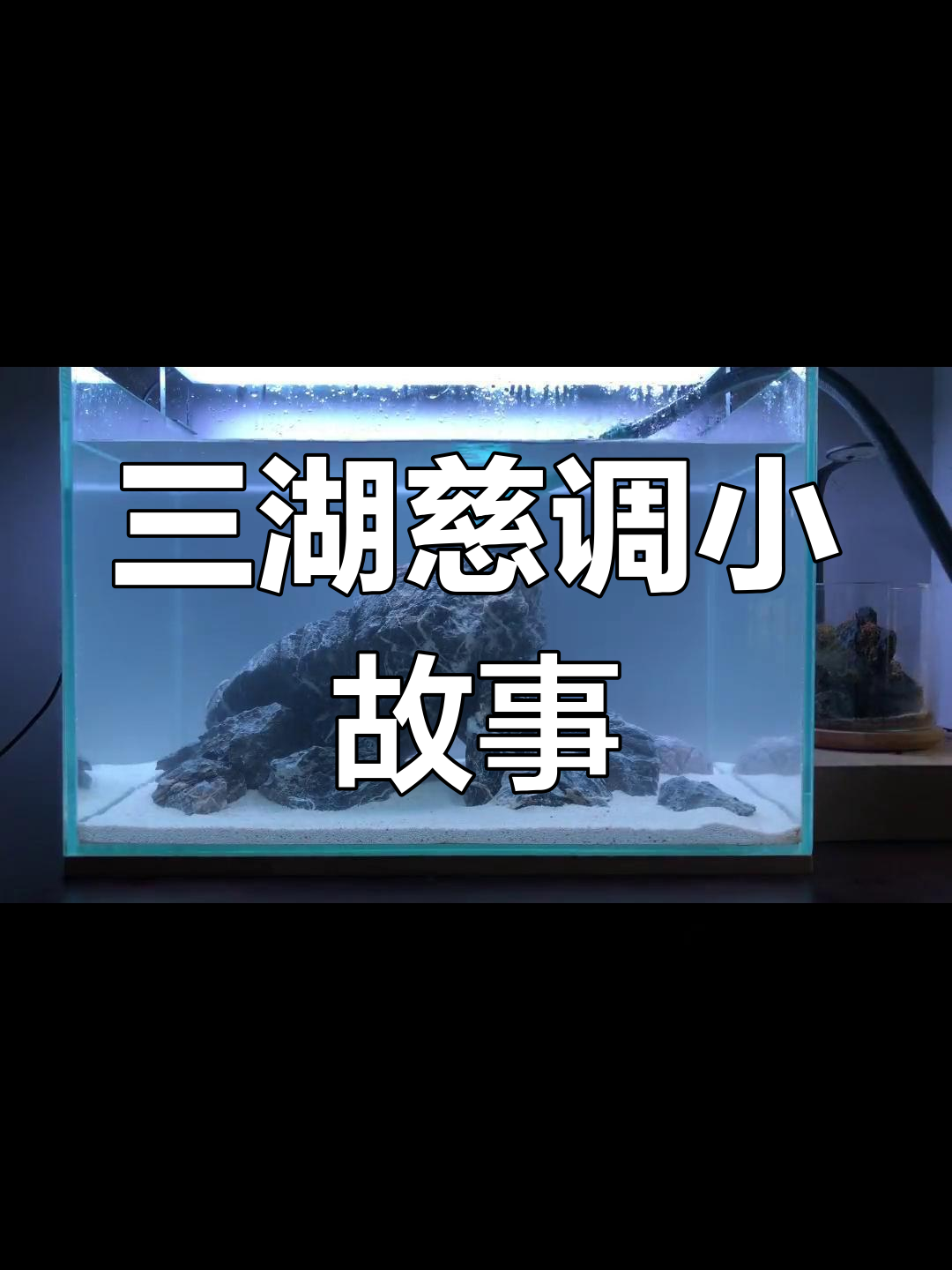 打造三湖慈鲷鱼缸造景,白色底砂与石头搭配