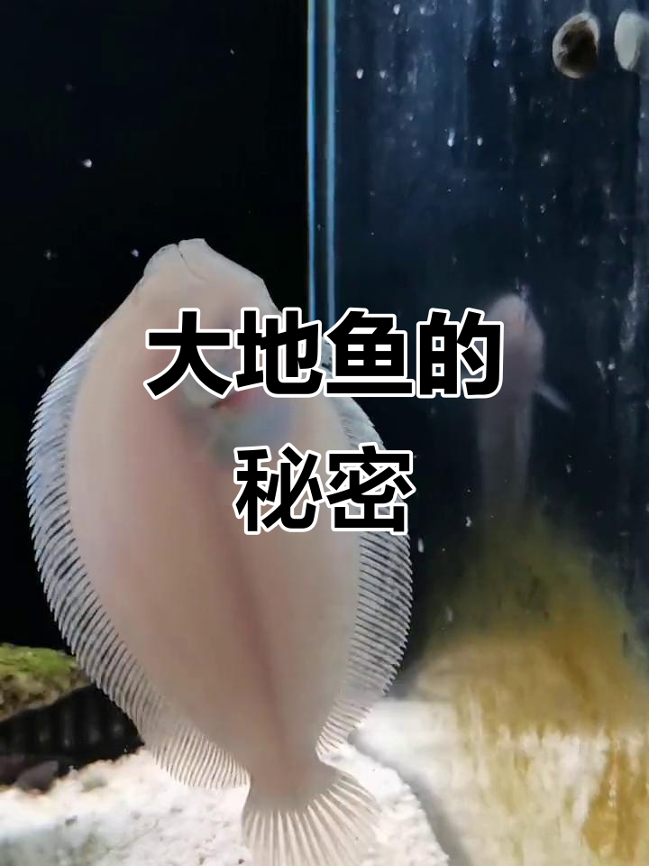 看似平凡的鲆鱼，竟是海洋中的宝藏