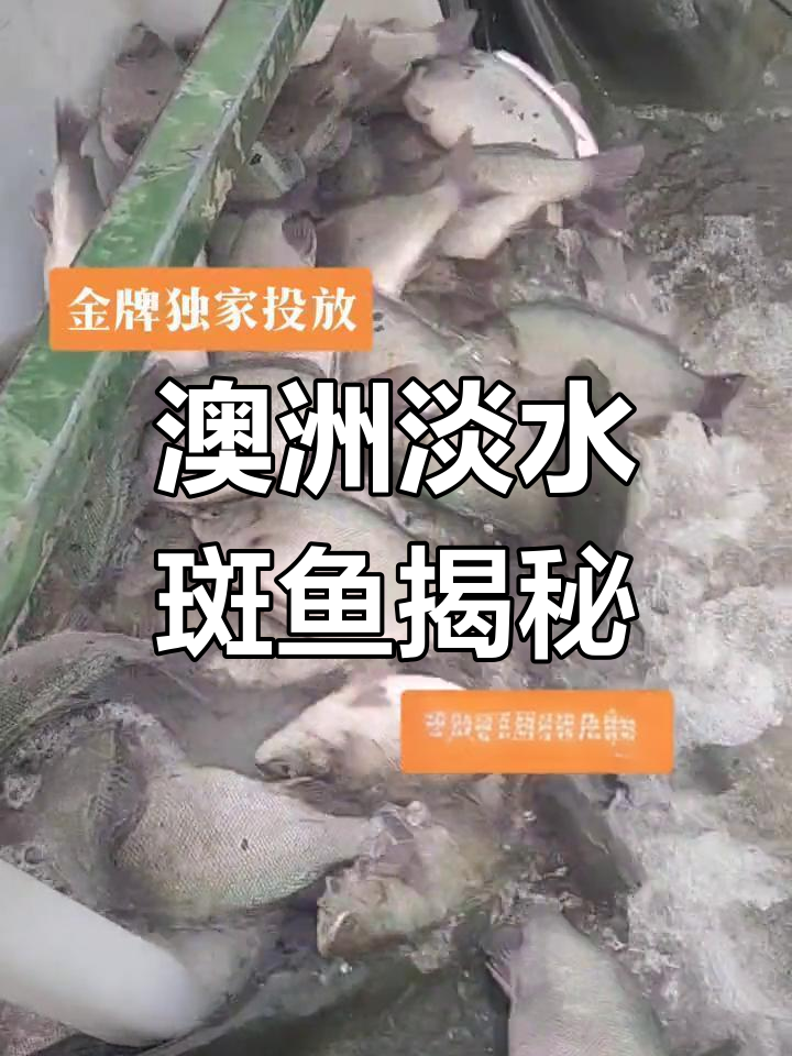 澳洲宝石鲈:身上黑点如宝,低调却有力量