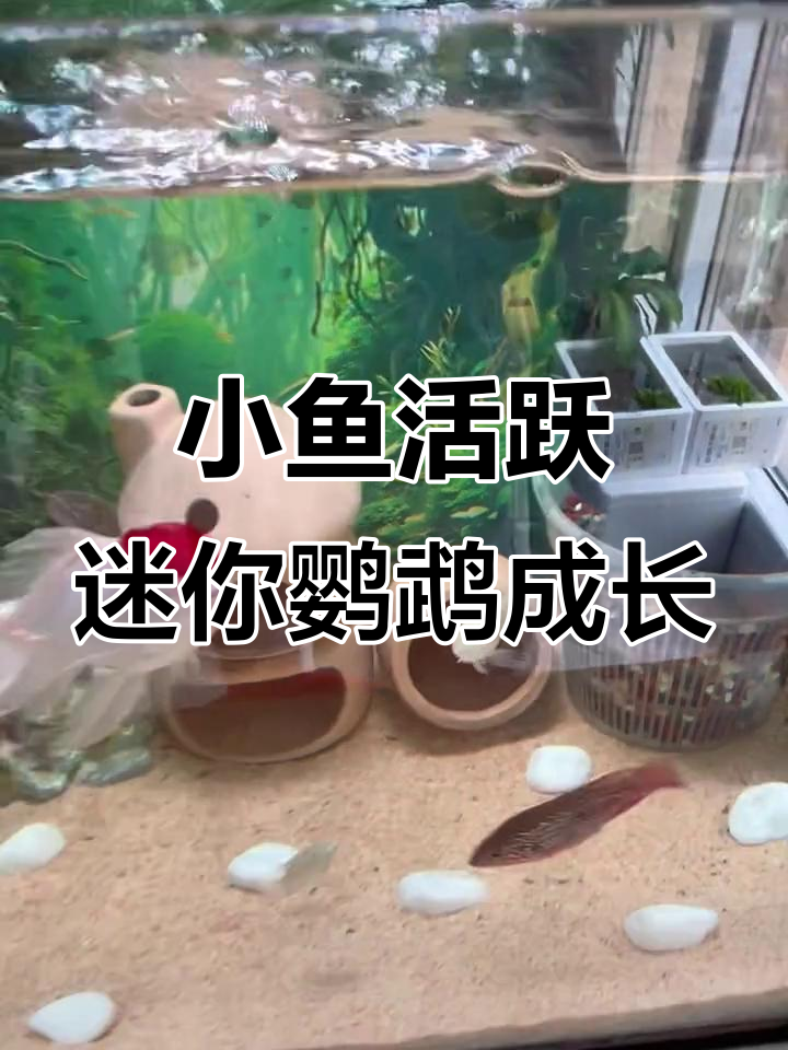 迷你鹦鹉幼崽孵化,鱼缸里的新生命与自然之美