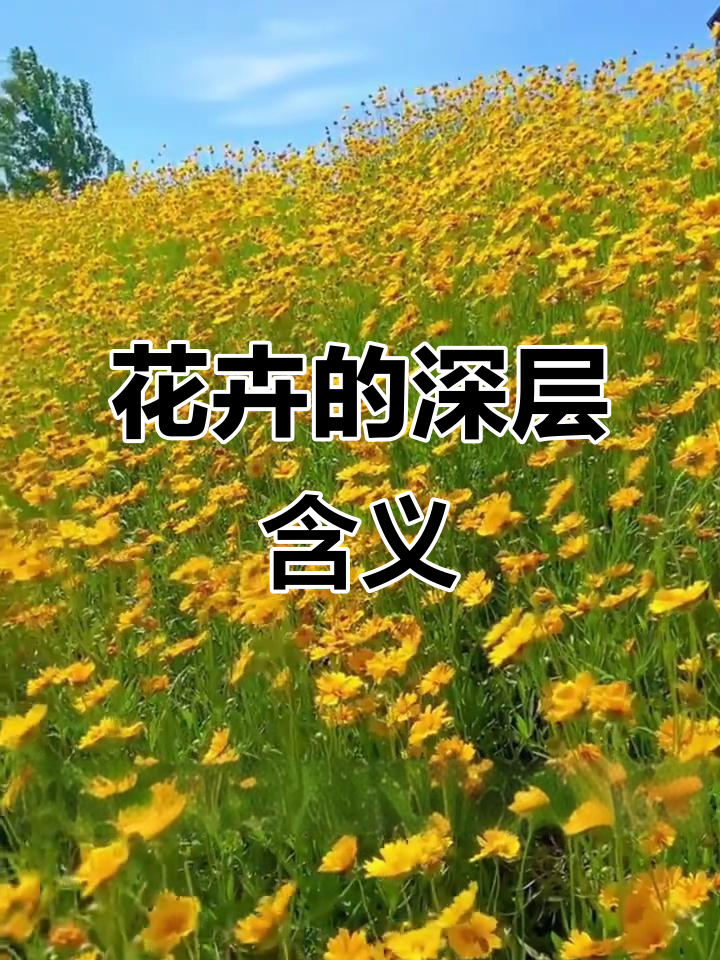 这些花卉的花语你都知道吗?寓意深刻,美丽又有趣