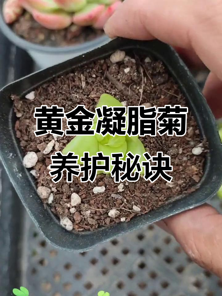 黄金凝脂菊养护全攻略：温度、土壤与光照技巧