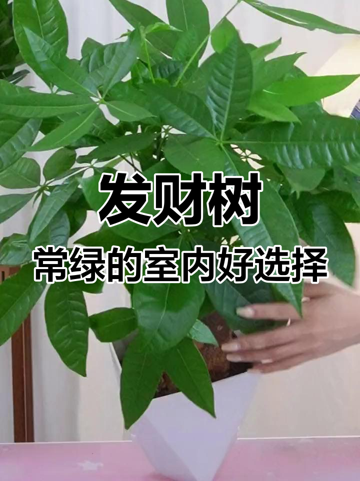 柿子与栗子、荔枝的画中寓意,事事如意的美好象征