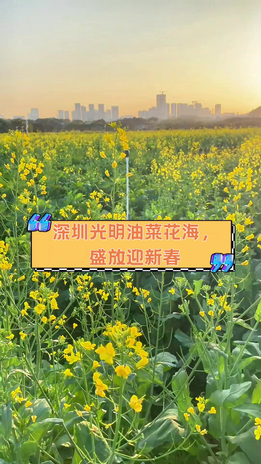 深圳光明油菜花海,盛放迎新春