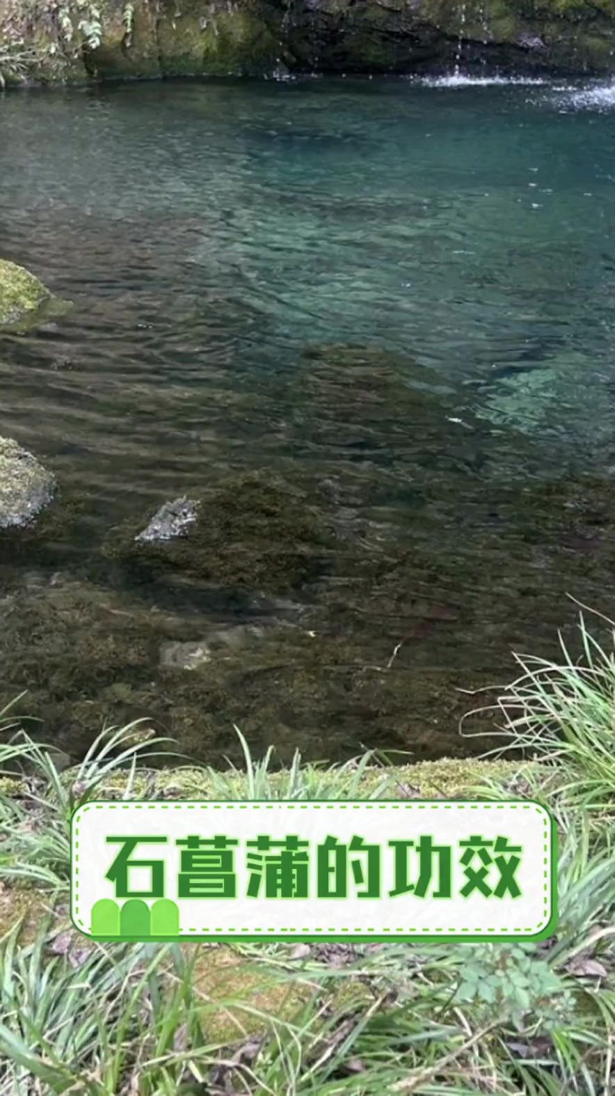 石菖蒲的功效