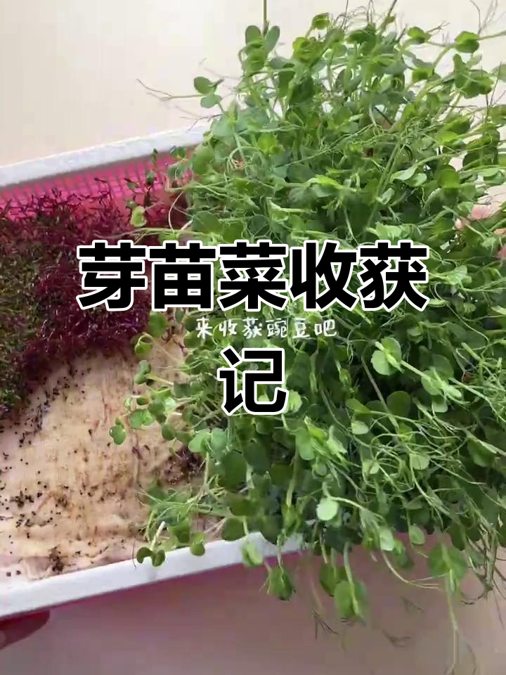 芽苗菜大丰收,乌鸡汤美味依旧