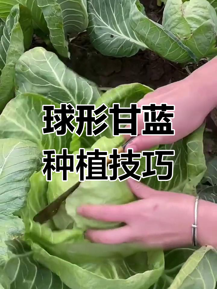 甘蓝种植全攻略:早熟品种与营养价值
