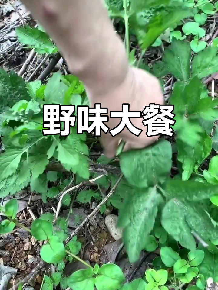 和妈妈一起挖野菜,鹅脚板炒着吃,味道鲜美极了!