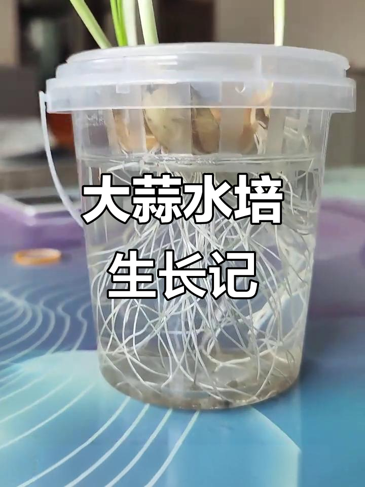 水培大蒜成长全纪录,儿童观察日记带你一步步见证变化