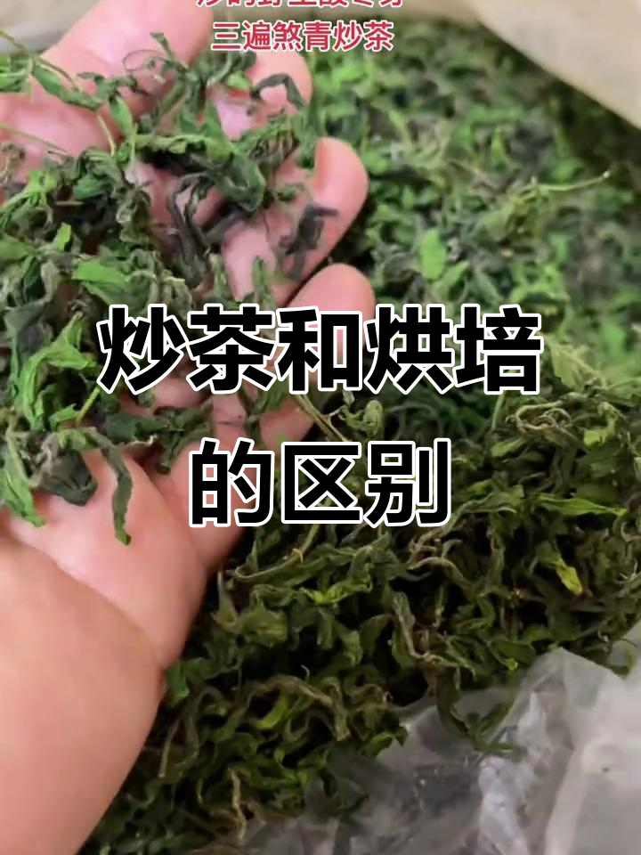 炒茶与烘焙工艺大不同,野生酸枣仁的独特制作方法