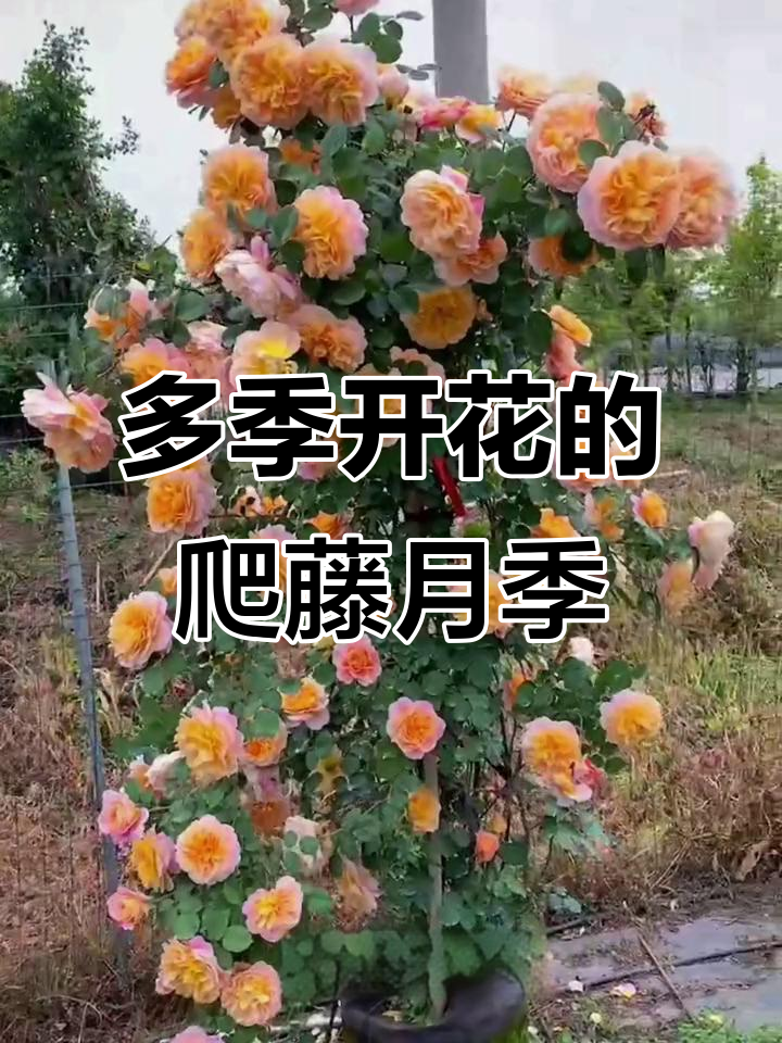 印象派爬藤月季:多季节开花,粉色龙沙宝石大苗展示
