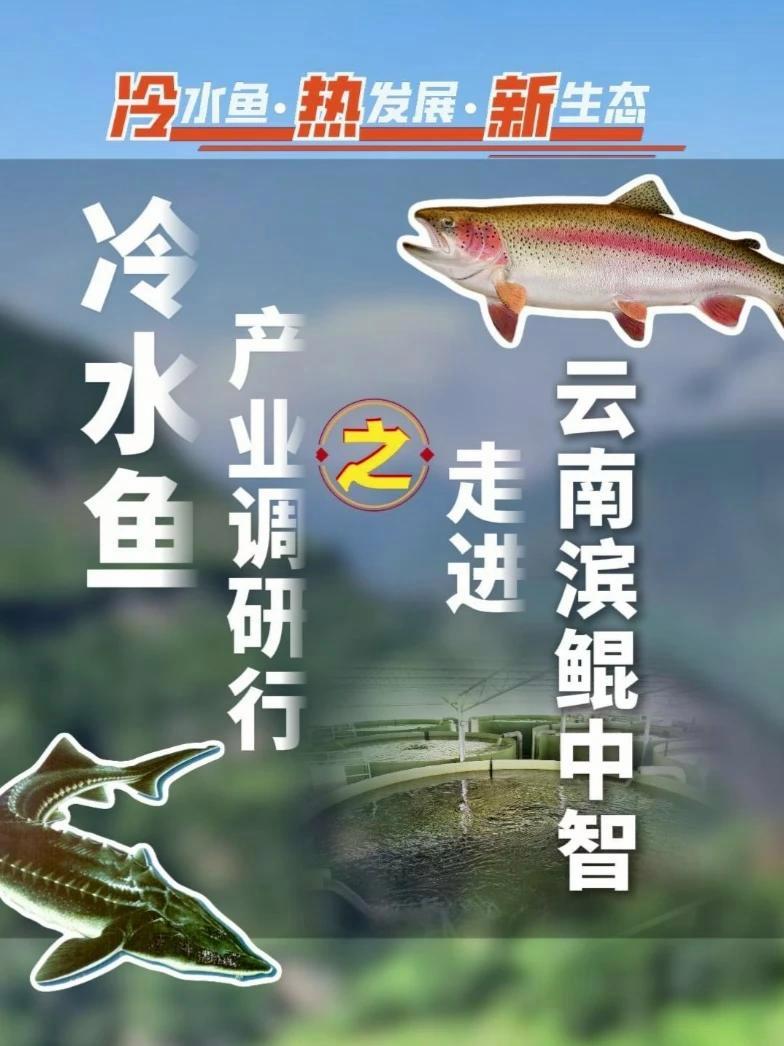 瞄准1万吨产能!西南最大的陆基圆桶虹鳟养殖基地,未来也将成为云南最具代表性的深水网箱虹鳟养