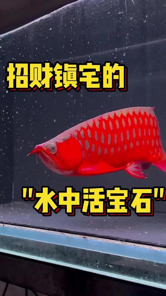 招财镇宅的“水中活宝石”