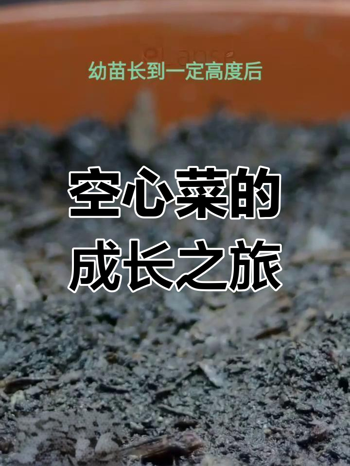 空心菜从种子到开花全过程,轻松种植治愈系盆栽